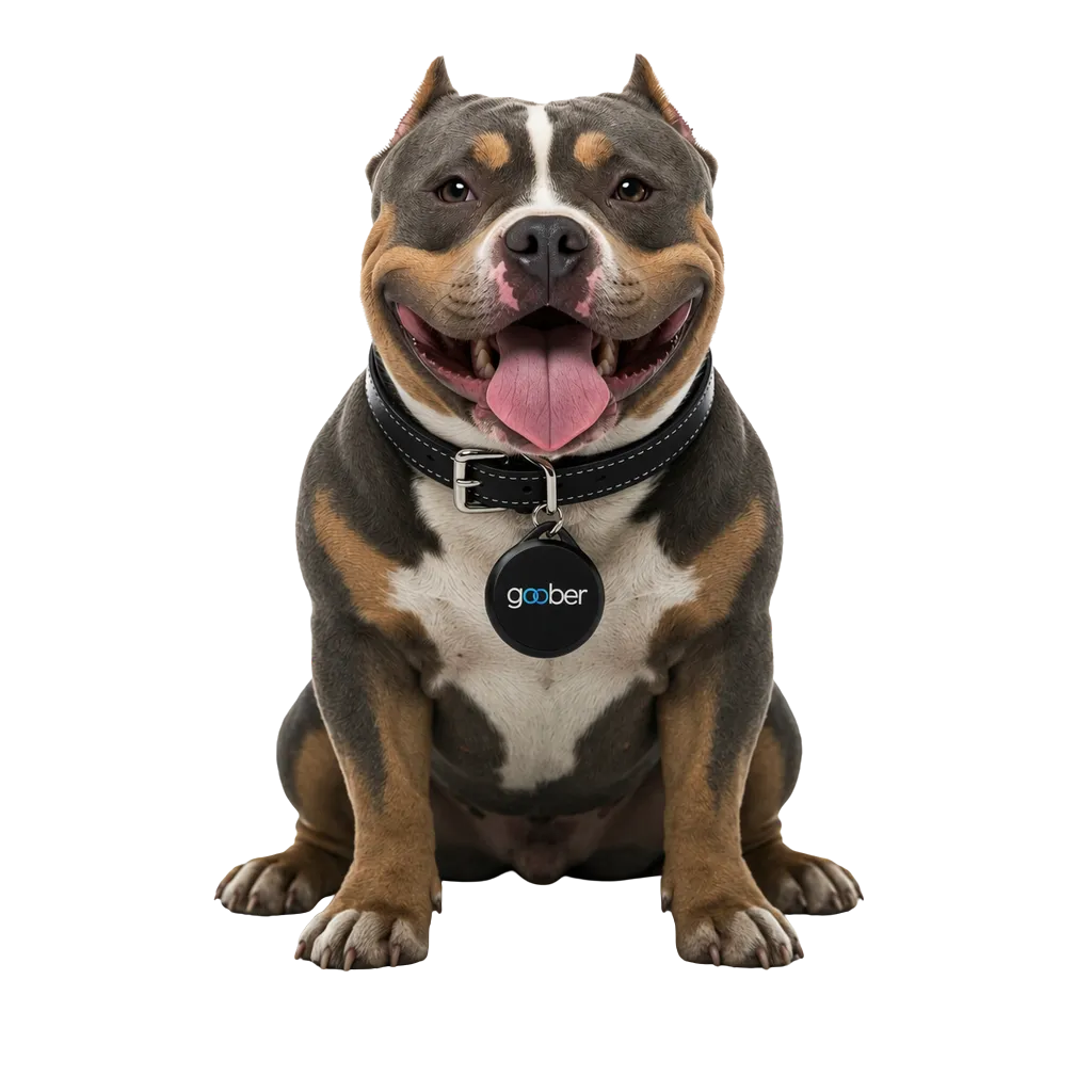 Pets, cargas e objetos